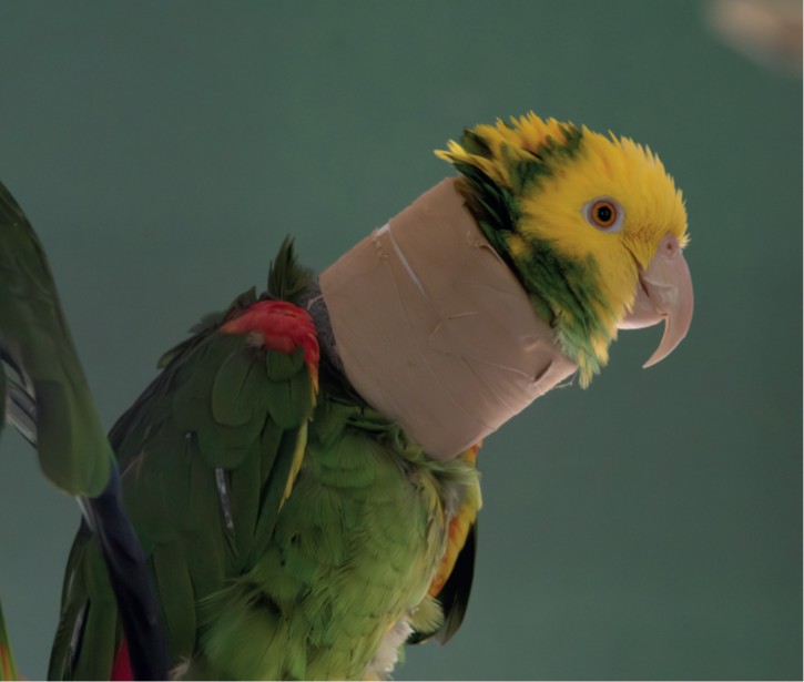04. Oktober: Welttierschutztag Am Welttierschutztag möchten wir allen danken, die sich für Tiere in...